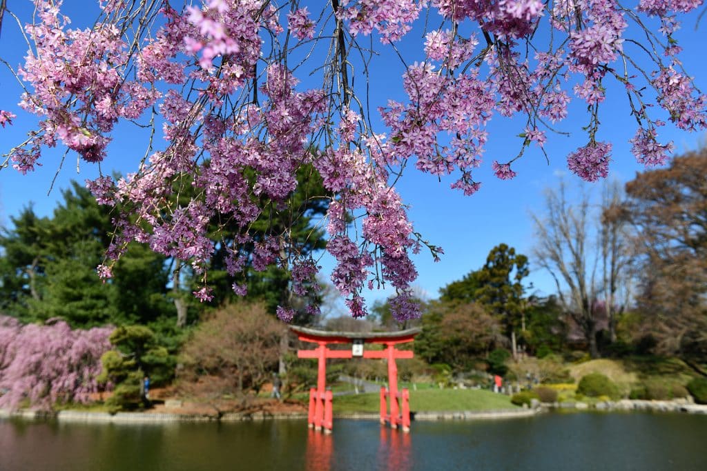a tree with purple flowers and a red arch over water